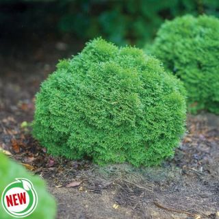 Tater Tot Arborvitae Thumbnail